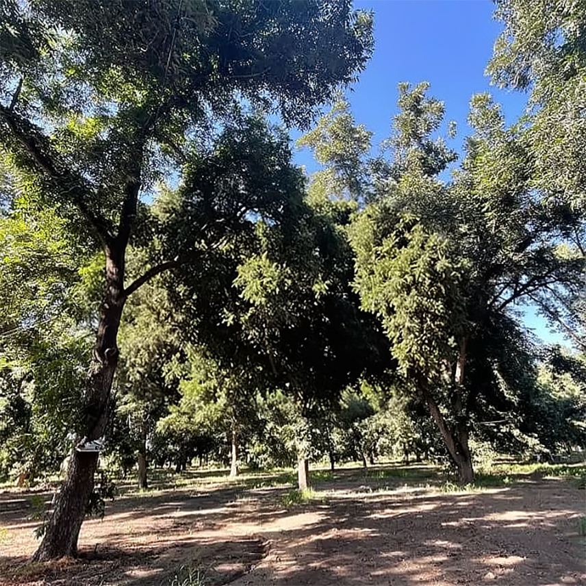בית חולמים